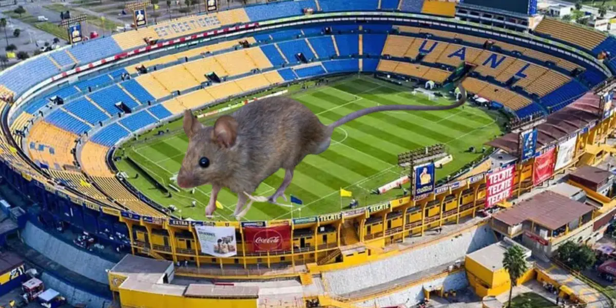 Una rata se hizo presente en la cancha del 'Volcán'.